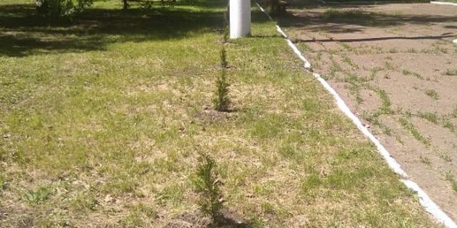В ЦЕНТРІ МОСКОВСЬКОГО ПОСАДИЛИ САМШИТ І ТУЇ