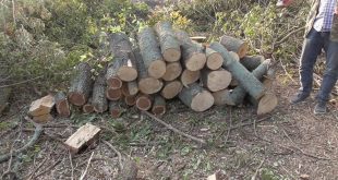 НА ЛИПОВОДОЛИНЩИНІ ПОЛІЦІЯ ВИЯВИЛА НЕЗАКОННУ ПОРУБКУ ЛІСУ