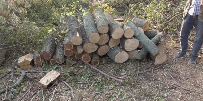 НА ЛИПОВОДОЛИНЩИНІ ПОЛІЦІЯ ВИЯВИЛА НЕЗАКОННУ ПОРУБКУ ЛІСУ