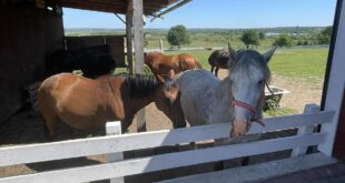 «Я накопичую не в біткоїнах, а в „бикоїнах“». Як ветеран Ігор Сабадаш створив на Львівщині ранчо і знайшов у фермерстві своє відновлення